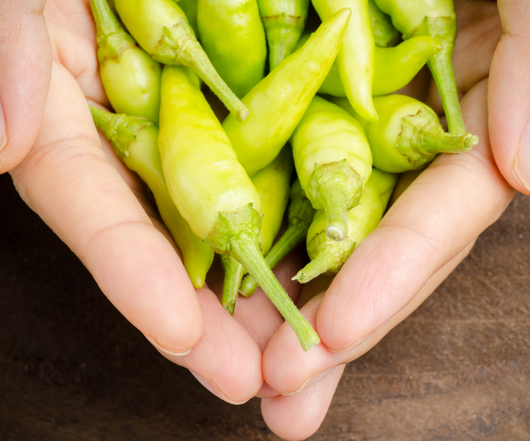 Canned Green Chilies an InDepth Guide Stolen Moments Cooking